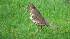 Turdus philomelos clarkei