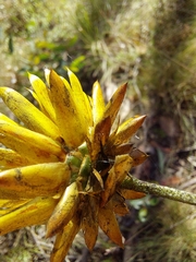 Xerochrysum viscosum