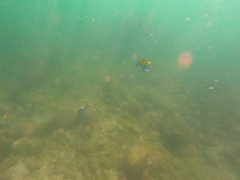 Abudefduf troschelii