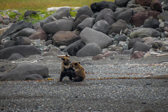 Ursus arctos lasiotus