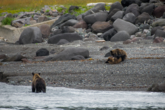 Ursus arctos lasiotus