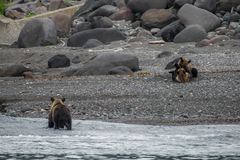 Ursus arctos lasiotus