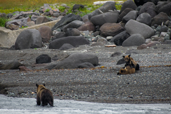 Ursus arctos lasiotus