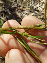 Xerochrysum viscosum
