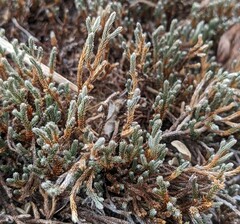Selaginella corallina