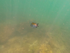 Abudefduf troschelii