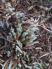 Selaginella corallina