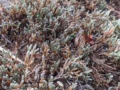 Selaginella corallina