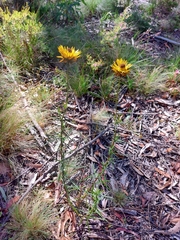 Xerochrysum viscosum