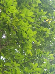 Melicytus ramiflorus