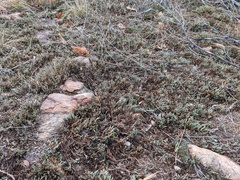 Selaginella corallina