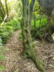 Melicytus ramiflorus