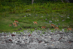 Cervus nippon yesoensis
