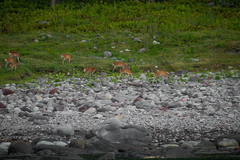 Cervus nippon yesoensis