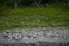 Cervus nippon yesoensis