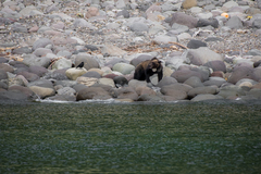 Ursus arctos lasiotus