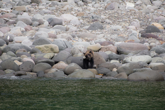 Ursus arctos lasiotus