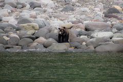 Ursus arctos lasiotus