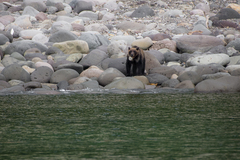 Ursus arctos lasiotus