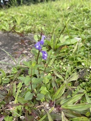 Scutellaria barbata