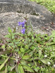 Scutellaria barbata