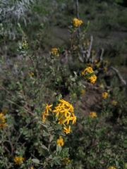 Lasiosiphon meisnerianus