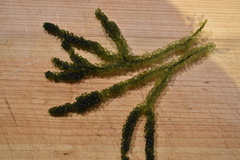 Caulerpa geminata