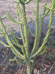 Euphorbia neriifolia