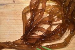 Glaphyrosiphon lindauri