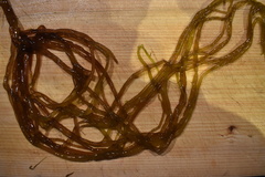 Glaphyrosiphon lindauri