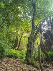 Melicytus ramiflorus