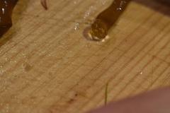 Glaphyrosiphon lindauri