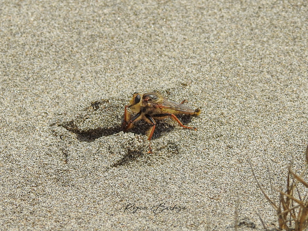 Lochmorhynchus leoninus