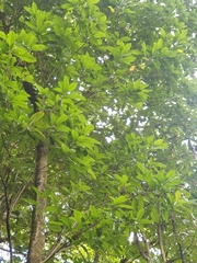 Melicytus ramiflorus