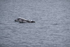 Sagmatias obliquidens