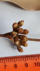 Eucalyptus viminalis pryoriana