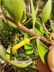 Persoonia myrtilloides