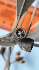 Eucalyptus viminalis pryoriana