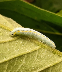 Danaus