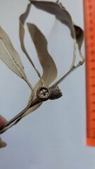 Eucalyptus viminalis pryoriana