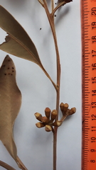 Eucalyptus viminalis pryoriana