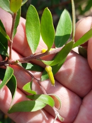 Persoonia myrtilloides