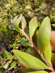 Persoonia myrtilloides