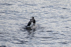 Phalacrocorax capillatus