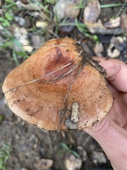 Lactarius alnicola