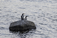 Phalacrocorax capillatus