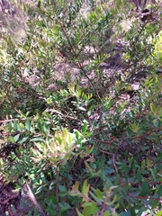 Persoonia myrtilloides