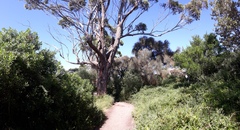 Eucalyptus viminalis pryoriana