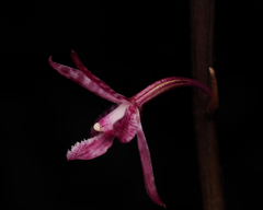 Dipodium punctatum