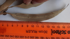 Eucalyptus viminalis pryoriana